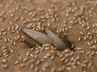 2012年第24個(gè)全國(guó)愛衛(wèi)月公益活動(dòng)